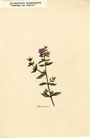 Acisanthera acisanthera