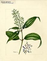 Miconia laevigata