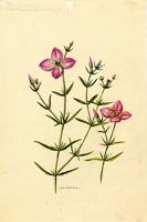 Rhexia cubensis