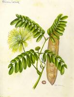 Albizzia lebbeck