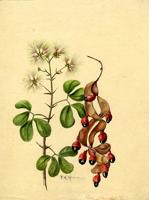 Pithecellobium unguis-cati