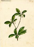 Grammadenia sintenisii