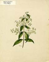 Myrcia splendens