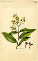 Ouratea litoralis