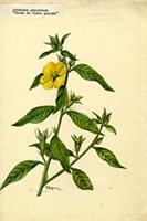 Jussiaea peruviana