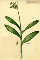 Amphiglottis anceps
