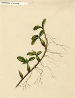 Hormidium tripterum