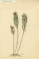 Isochilus linearis