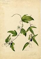 Passiflora pallida