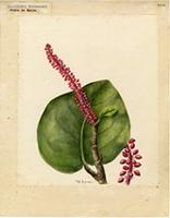 Coccoloba sintenisii