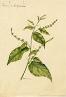 Gouania lupuloides
