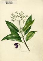 Chione venosa