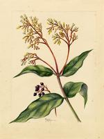 Palicourea alpina