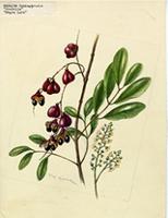 Matayba domingensis
