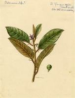 Solanum