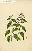 Melochia pyramidata