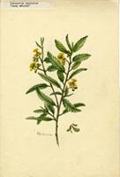 Corchorus hirsutus