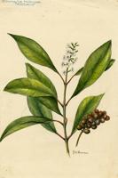Citharexylum fruticosum