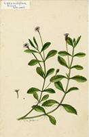 Lippia nodiflora