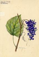 Vitis tiliaefolia