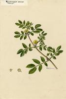 Kallstroemia maxima