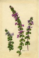 Anthacanthus spinosus
