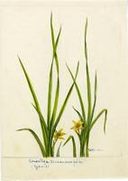 Curculigo scorzonerifolia