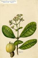 Anacardium occidentale