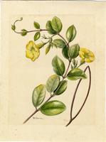 Urechites lutea