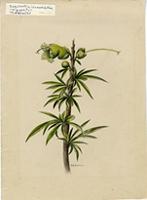 Crescentia linearifolia