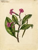 Tabebuia rigida