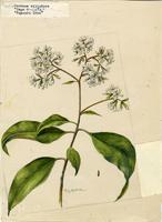 Cordia alliodora