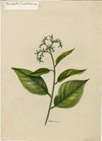 Tournefortia hirsutissima