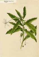 Isotoma longiflora