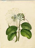 Capparis coccolobifolia