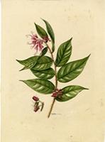Hirtella rugosa