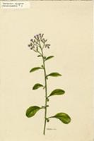 Vernonia cinerea