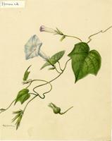 Ipomoea nil