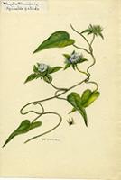 Thyella tamnifolia