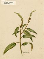 Croton rigidus