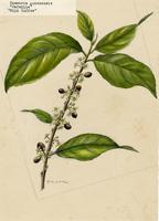 Casearia guianensis