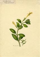 Columnea tulae