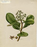 Clusia krugiana