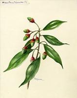Misanteca triandra
