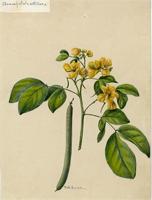 Chamaefistula antillana