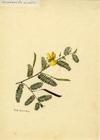 Chamaecrista mirabilis