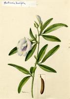 Martiusia laurifolia
