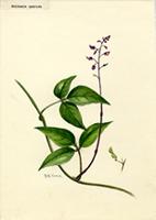 Meibomia umbrosa