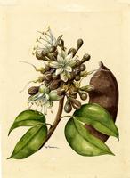 Hymenaea courbaril