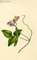 Phaseolus adenanthus